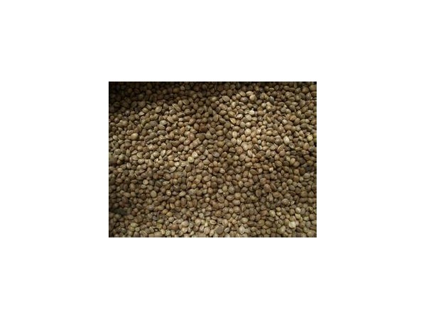 紫草根提取物 紫草素30%