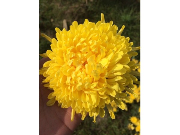 金絲皇菊