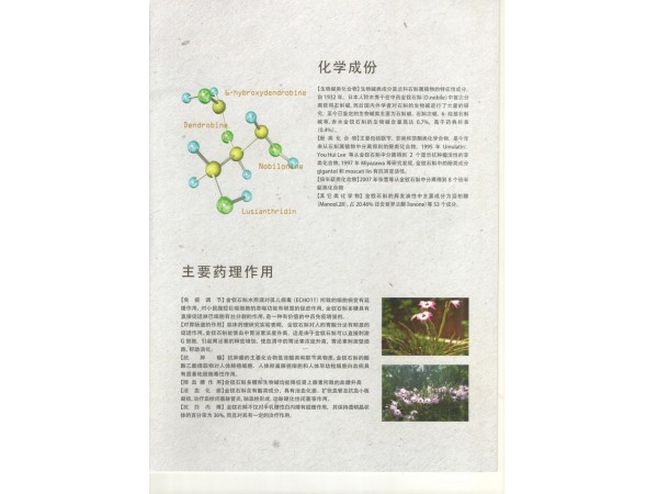 金釵石斛