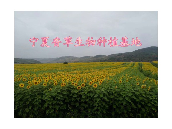 海桐皮提取物30:1