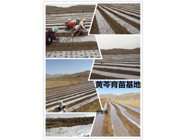 寧夏黃芩苷85%