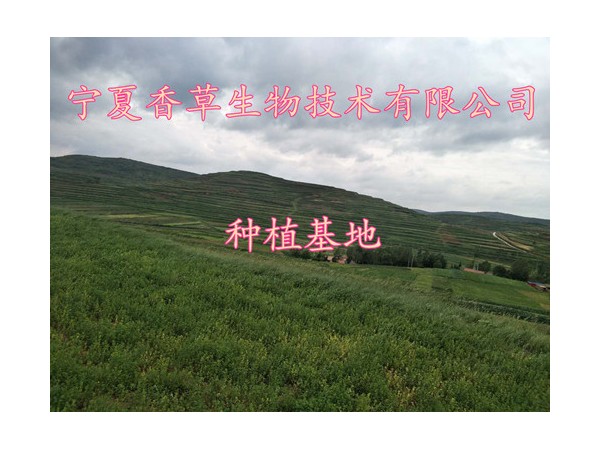 紫荊皮提取物10:1