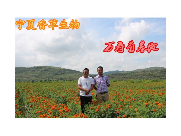 含沙棘葉黃酮