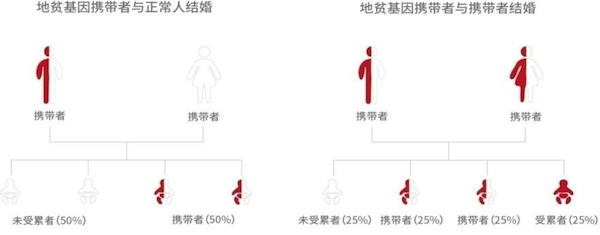 地貧基因遺傳規(guī)律圖譜.png